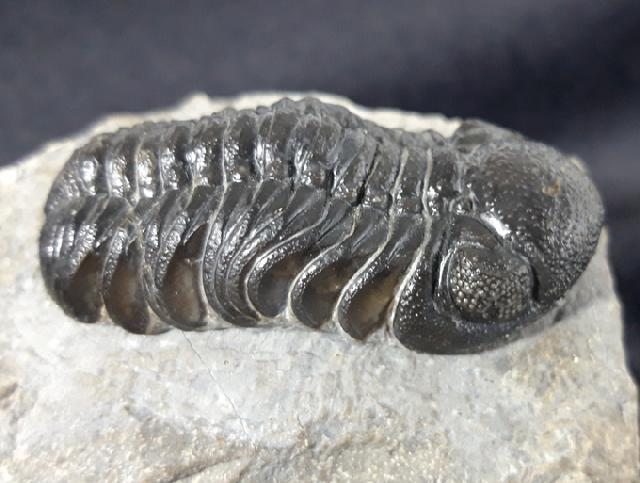 Barrandeops ovatus (McKELLAR & CHATTERTON 2009) - Bild &copy; FossNet FossilienStore